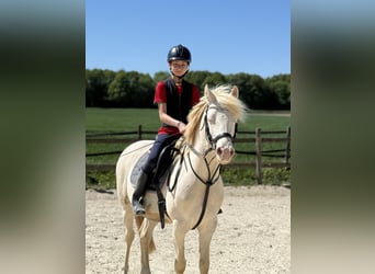 Duitse rijpony, Ruin, 7 Jaar, 142 cm, Cremello