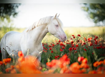 Duitse rijpony, Ruin, 7 Jaar, 142 cm, Cremello