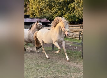 Duitse rijpony, Ruin, 7 Jaar, 142 cm, Cremello