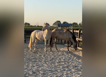 Duitse rijpony, Ruin, 7 Jaar, 142 cm, Cremello