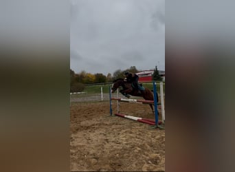 Duitse rijpony, Ruin, 7 Jaar, 144 cm, Bruin