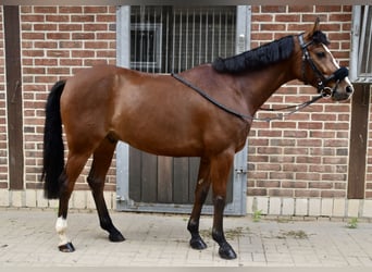 Duitse rijpony, Ruin, 7 Jaar, 144 cm, Bruin
