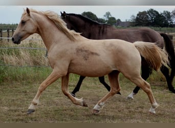 Duitse rijpony, Ruin, 7 Jaar, 144 cm, Palomino