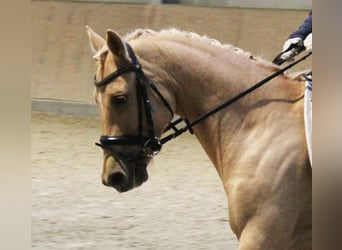 Duitse rijpony, Ruin, 7 Jaar, 144 cm, Palomino