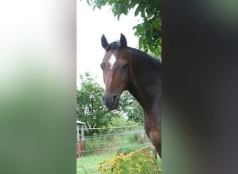 Duitse rijpony, Ruin, 7 Jaar, 145 cm, Bruin