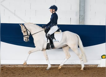 Duitse rijpony, Ruin, 7 Jaar, 145 cm, Palomino