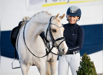 Duitse rijpony, Ruin, 7 Jaar, 145 cm, Palomino