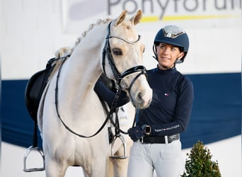 Duitse rijpony, Ruin, 7 Jaar, 145 cm, Palomino