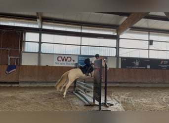 Duitse rijpony, Ruin, 7 Jaar, 146 cm, Cremello