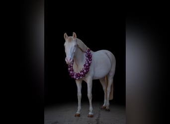 Duitse rijpony, Ruin, 7 Jaar, 146 cm, Cremello