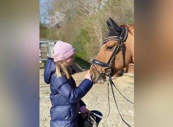 Duitse rijpony, Ruin, 7 Jaar, 146 cm, Red Dun