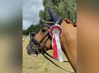 Deutsches Reitpony, Wallach, 7 Jahre, 146 cm, Red Dun