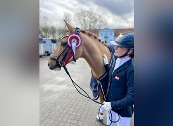 Deutsches Reitpony, Wallach, 7 Jahre, 146 cm, Red Dun