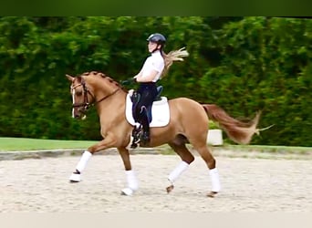 Deutsches Reitpony, Wallach, 7 Jahre, 146 cm, Red Dun