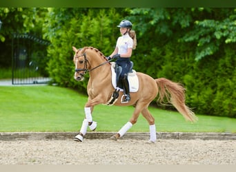 Deutsches Reitpony, Wallach, 7 Jahre, 146 cm, Red Dun