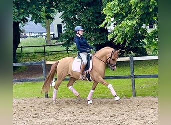 Duitse rijpony, Ruin, 7 Jaar, 146 cm, Red Dun