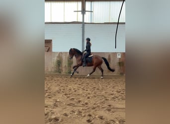 Duitse rijpony, Ruin, 7 Jaar, 147 cm, Bruin