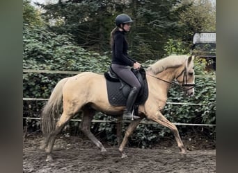 Duitse rijpony, Ruin, 7 Jaar, 147 cm, Palomino