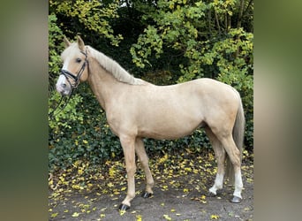 Duitse rijpony, Ruin, 7 Jaar, 147 cm, Palomino