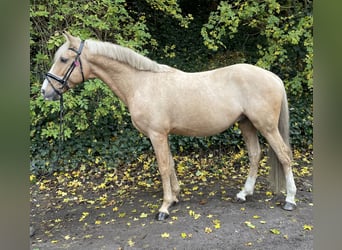 Duitse rijpony, Ruin, 7 Jaar, 147 cm, Palomino