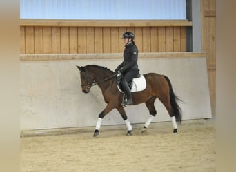 Duitse rijpony, Ruin, 7 Jaar, 148 cm, Bruin