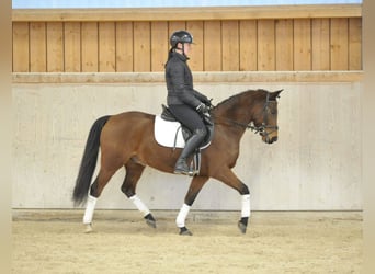 Duitse rijpony, Ruin, 7 Jaar, 148 cm, Bruin