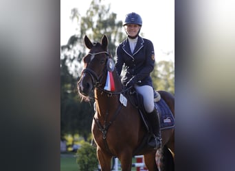 Duitse rijpony, Ruin, 7 Jaar, 148 cm, Bruin