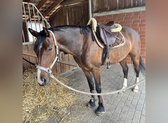 Duitse rijpony, Ruin, 7 Jaar, 148 cm, Bruin