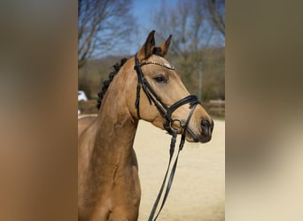 Duitse rijpony, Ruin, 7 Jaar, 148 cm, Buckskin