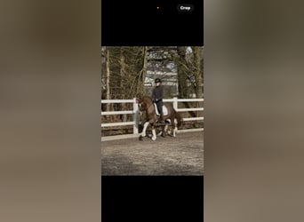 Duitse rijpony, Ruin, 7 Jaar, 148 cm, Donkere-vos