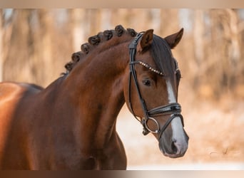 Duitse rijpony, Ruin, 7 Jaar, 148 cm, Donkere-vos