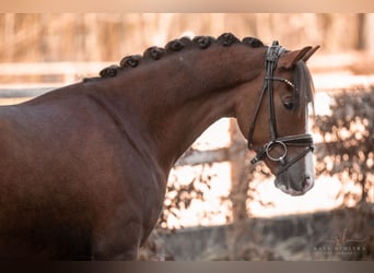 Duitse rijpony, Ruin, 7 Jaar, 148 cm, Donkere-vos