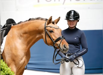 Duitse rijpony, Ruin, 7 Jaar, 148 cm, Falbe