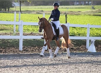 Duitse rijpony, Ruin, 7 Jaar, 148 cm, Falbe