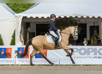 Duitse rijpony, Ruin, 7 Jaar, 148 cm, Falbe