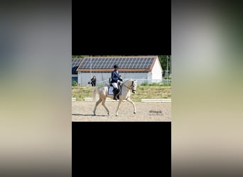 Duitse rijpony, Ruin, 7 Jaar, 148 cm, Palomino