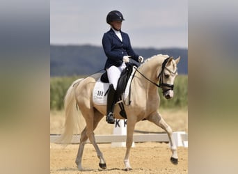 Duitse rijpony, Ruin, 7 Jaar, 148 cm, Palomino