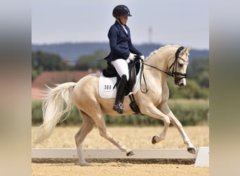 Duitse rijpony, Ruin, 7 Jaar, 148 cm, Palomino