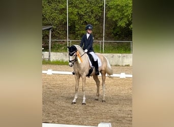 Duitse rijpony, Ruin, 7 Jaar, 148 cm, Palomino