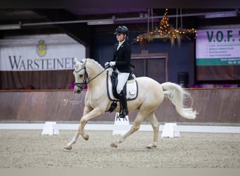 Duitse rijpony, Ruin, 7 Jaar, 148 cm, Palomino