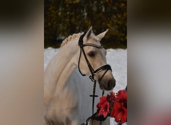 Duitse rijpony, Ruin, 7 Jaar, 148 cm, Palomino