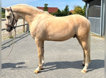 Duitse rijpony, Ruin, 7 Jaar, 148 cm, Palomino