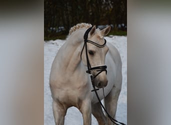 Duitse rijpony, Ruin, 7 Jaar, 148 cm, Palomino