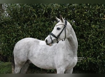 Duitse rijpony, Ruin, 7 Jaar, 148 cm, Schimmel