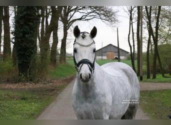 Duitse rijpony, Ruin, 7 Jaar, 148 cm, Schimmel