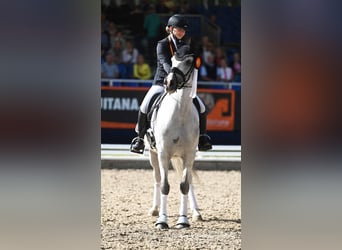 Duitse rijpony, Ruin, 7 Jaar, 148 cm, Schimmel