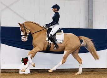 Duitse rijpony, Ruin, 7 Jaar, 148 cm, Vos