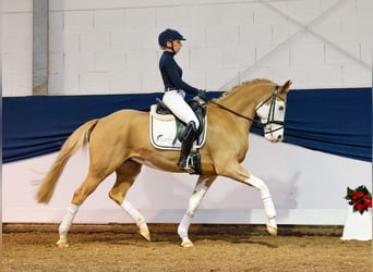 Duitse rijpony, Ruin, 7 Jaar, 148 cm, Vos