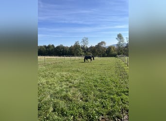 Duitse rijpony, Ruin, 7 Jaar, 150 cm, Bruin