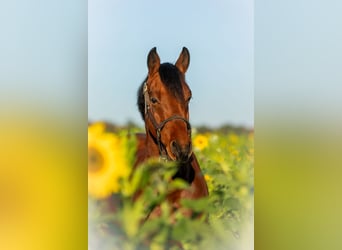 Duitse rijpony, Ruin, 7 Jaar, 150 cm, Bruin